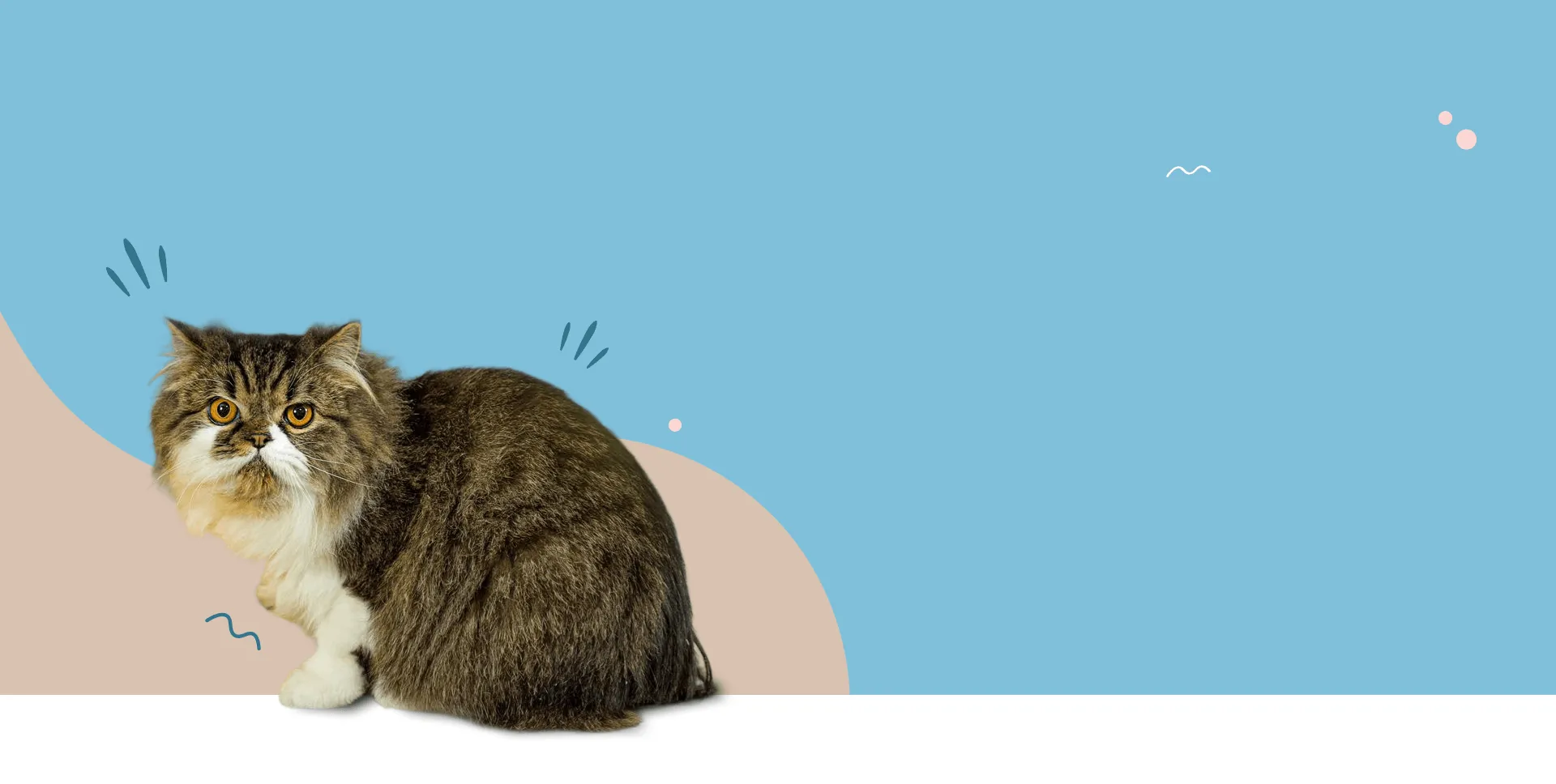 Fondo Datos Mellow For Pets
