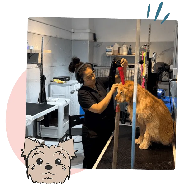 Conoce Mellow For Pets