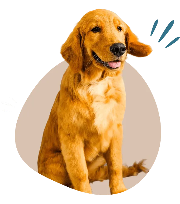 Perro feliz Mellow For Pets