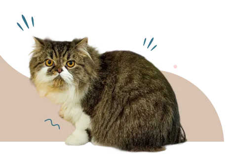 Gato Mellow For Pets